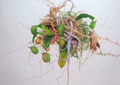 A cluster of pitcher plants with green leaves, pink and orange tangled vines, and various twisting roots suspended against a plain white background—an imaginative vision inspired botanical studies.