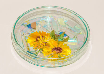 A glass petri dish containing iridescent shards and two yellow flowers with green leaves, set on a plain, light background.