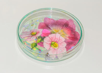 A glass petri dish contains three pink and purple flowers arranged on top of iridescent, transparent shards, all displayed on a white background.