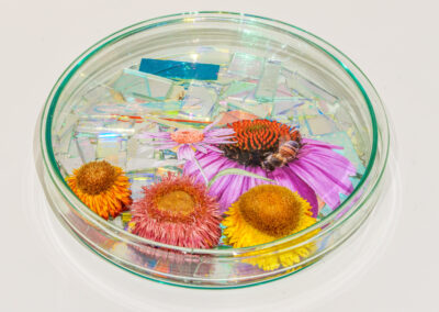 A glass petri dish contains pieces of iridescent material, colorful flowers, and a bee on a purple flower, all arranged on a white background.