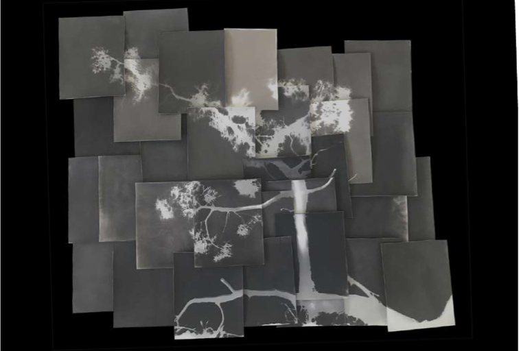 Picture1 A collage of overlapping monochrome photographic prints from art exhibitions, depicting abstract, silhouetted branches against a dark background.